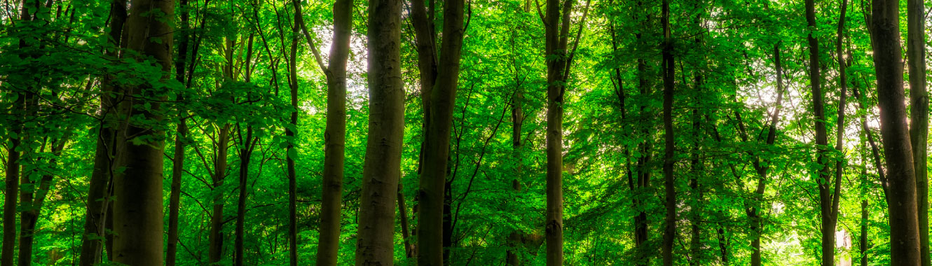 A thick forest with green trees.